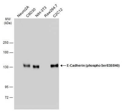 Western Blot: E-Cadherin [p Ser838, p Ser840] Antibody [NBP3-12922]
